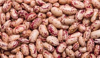Sugar Beans Available 