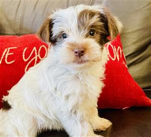 Yorkie puppies
