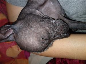 Mexican hairless femail 9weeks for sae