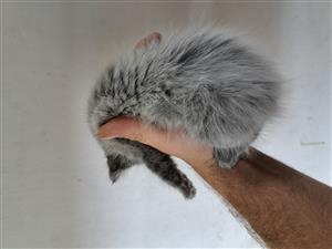 Kittens 