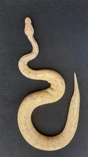 Banana ghi ball python