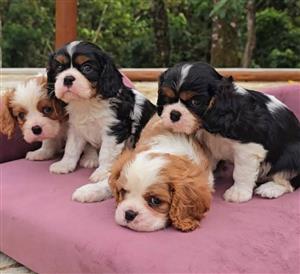 5 Tri-coloured/Blenheim Cavalier King pups