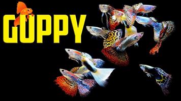 Guppies for sale in Pairs