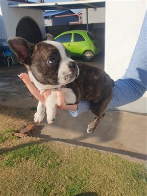 Boston Terrier Puppy