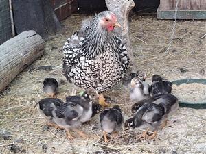 Wyndotte chickens Silver for sale