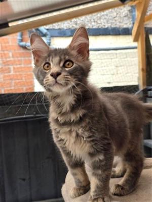 Maine Coon Kittens Looking for Loving Homes.