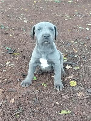 Great Dane Puppies for sale 