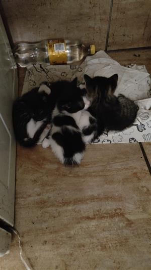 Adorable baby cats for sale 