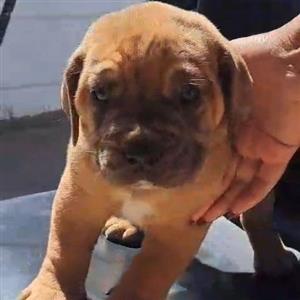 Great Dane X Bullmastiff puppies