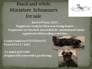 Black and Silver Miniature Schnauzer For Sale 