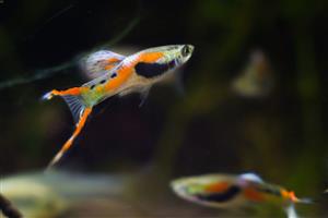 Endler Guppies - Mid May Special