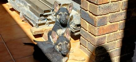 German Shepherd Puppies For Sale 
