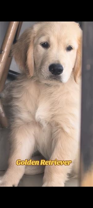 Golden Retriever male puppy 