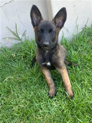 Belgian Malinios for Sale