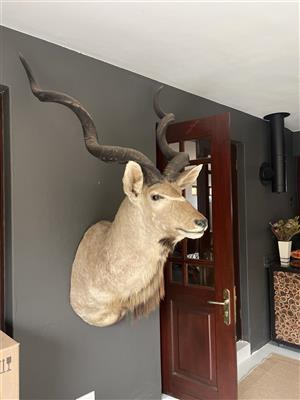 Kudu Half mount