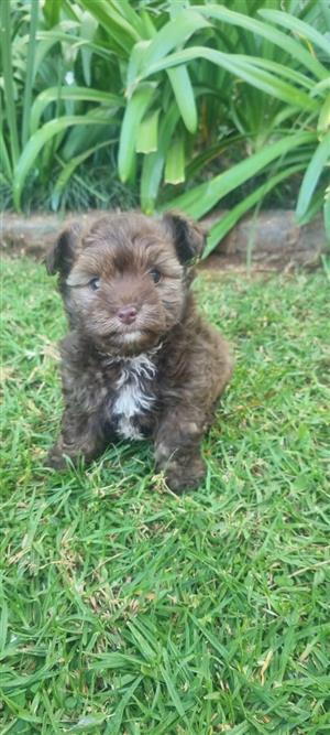 Adorable yorkipoo male companion 