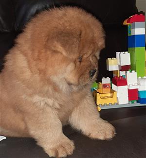 Registered Chow Chow 