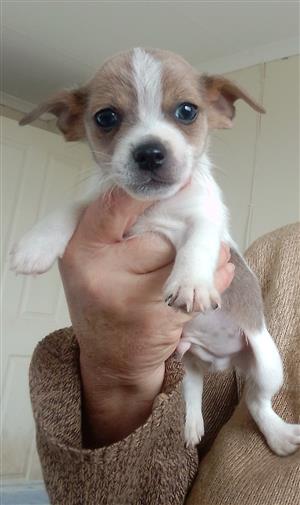 Jack Russell x miniature pinscher puppies