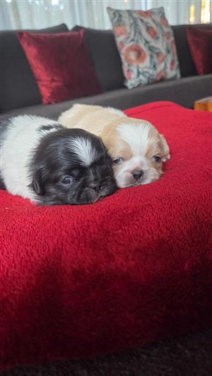 Pekingese puppies