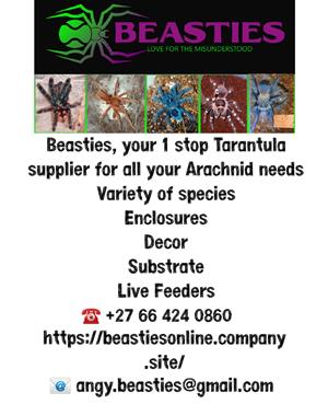 Beasties Your 1 Stop Tarantula shop for all your Tarantula needs