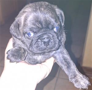 Pure bred pugg puppies