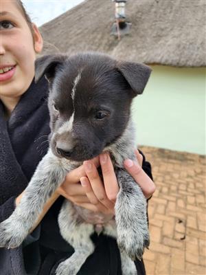 Puppies For Sale - Cross Breed