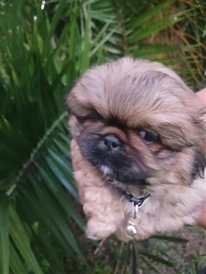 Pekingese male puppy 