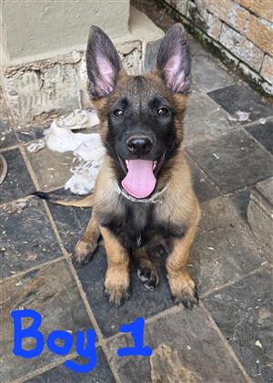 Belgian Malinois pups for sale