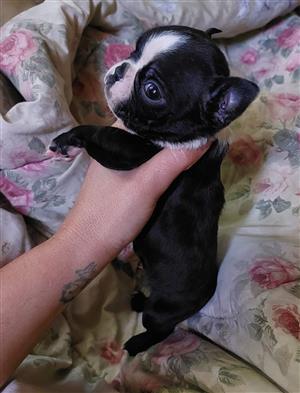 Boston terrier boy 