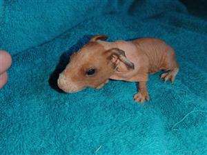 Male skinny pig about 4 months old
