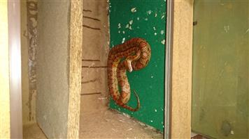 Corn snake with enclosure 