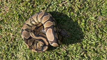 Specter Yellow Belly Ball Python 