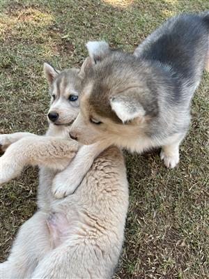 husky puppies for sale