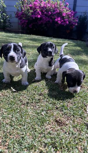Jack russel puppies for sale