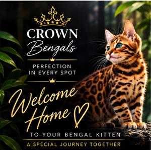 Bengal Kittens