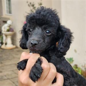 toy French poodle puppies 