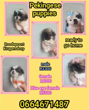 Pekingese puppies 