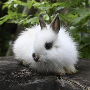 Dwarf Jersey Wooly bunnies 
