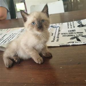 Ragdoll color point kittens