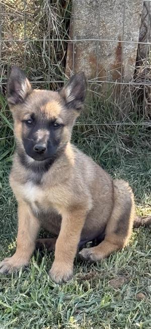 Malinois x German Shepherd puppies available 