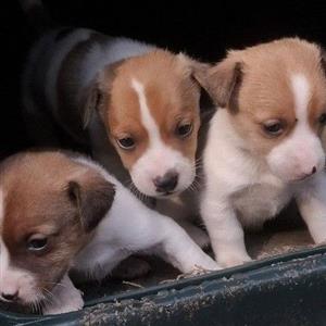 Purebred Short legged  Jack Russell pups for sale.