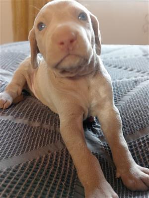 Pure bred Weimaraners