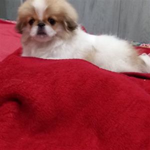 miniature Pekingese puppy 