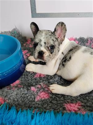 Gorgeous Exotic French bulldog puppies available