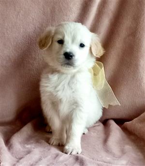 Golden Retriever puppies available 