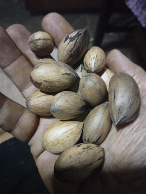 Fresh Organic Pecan Nuts
