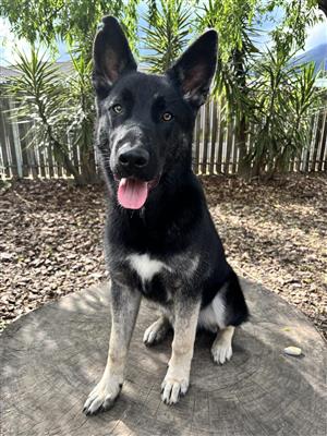 German Shepard x Malinois x Husky 7 month male