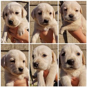 Puppies for Sale - Pure Labrador