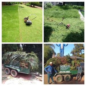 Tree felling,Palm pruning, and rubbish