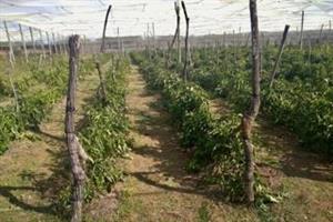 Farm For Sale in Groblersdal Rural